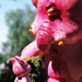 Tattoos - Qeelephant - 32625